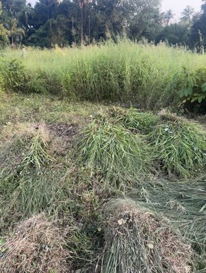  Plot For Sale in Vasai West