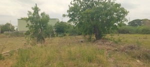  Plot For Sale in Kesarapalli