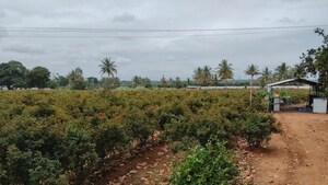 Plot Area in  Land at Devanahalli – for Rent